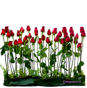 Arreglo de rosas en paralelo simple. Estilo jardín. 40 rosas de primera selecci�n.(Disponible s�lo dentro de Santiago de Chile) Si desea cambiar de color de rosas, por favor consulte disponibilidad para esta promoci�n. (56-2) 2341793 (24 hrs) 